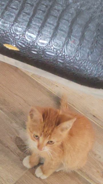 КОТИК РЫЖИК