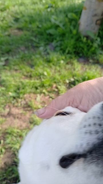 Воспитываю свою собаку;) #собака  #котики