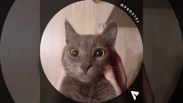 Животные приколы и не только🙂