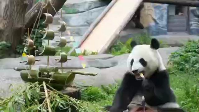 🐼 Панда Катюша получила на день рождения корабль с сокровищами

Зоологи Московского зоопарка
