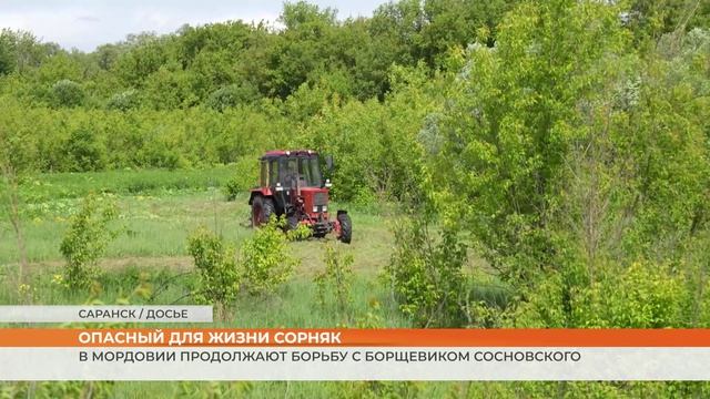 В Мордовии продолжают борьбу с борщевиком Сосновского