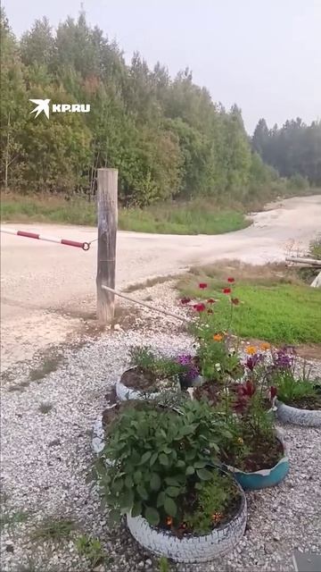 В поселке Красноярского края медведь напал на собаку на глазах у хозяйки