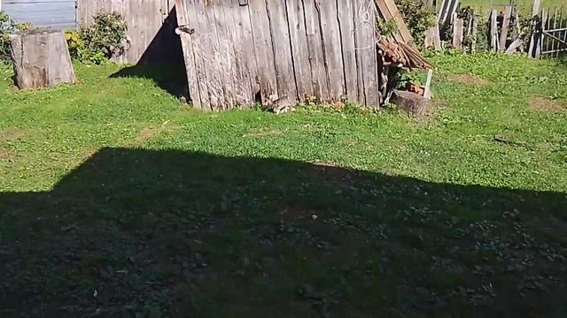 2-ая часть блога из деревни😀. Опять показываю кошек 🐈, и по мелочи:чайник🫖 покажу да цветочки🌼.