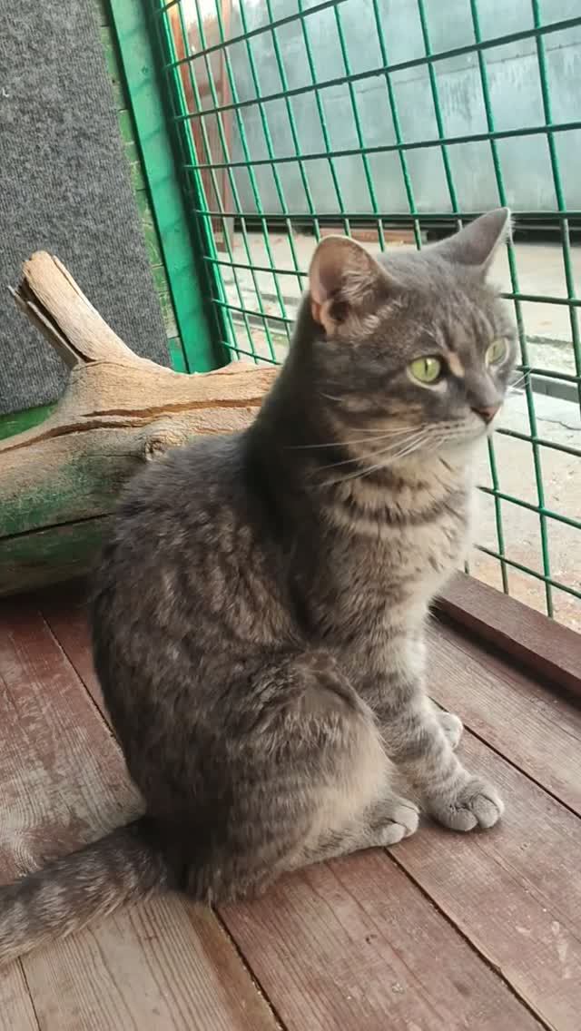 бедный Пакслюша😿🙀 лейкоз котов😿 возьми кота🙏🙏😻🫯милый кот милый😻❤️🙏 всем любви🙏❤️