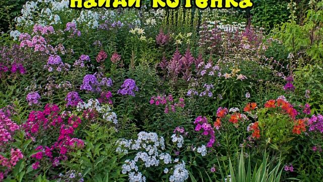 помоги найти кота