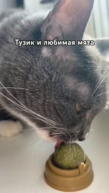 Полубританец Тузик ласковый, когда унюхает мятку 😂