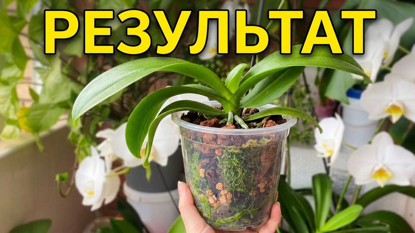 ОРХИДЕИ спустя месяц после вынужденной пересадки