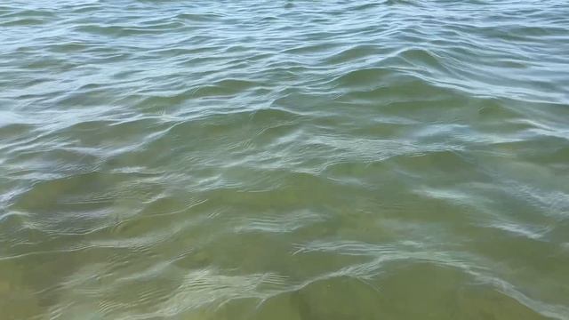 Море практически отчистилось, но нужны новые медузы и водоросли