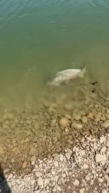 Отличный улов.. 🐟