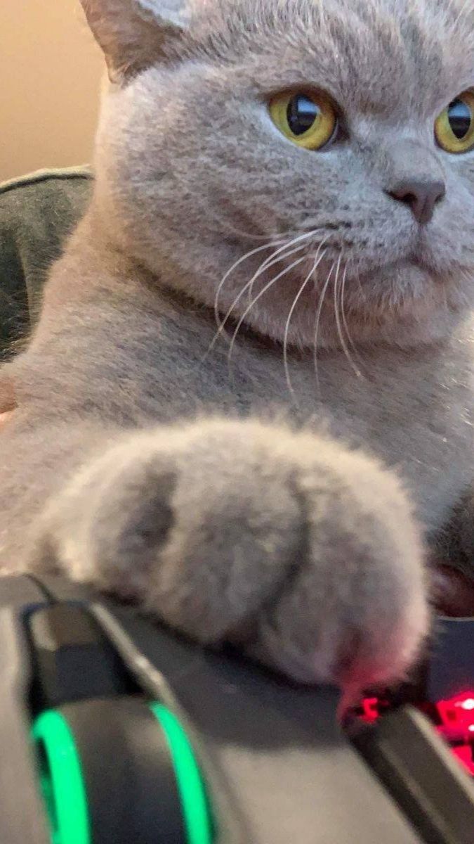 Джига и Штурм Курятника moments games shorts tiktok life stream youtube live chill cod