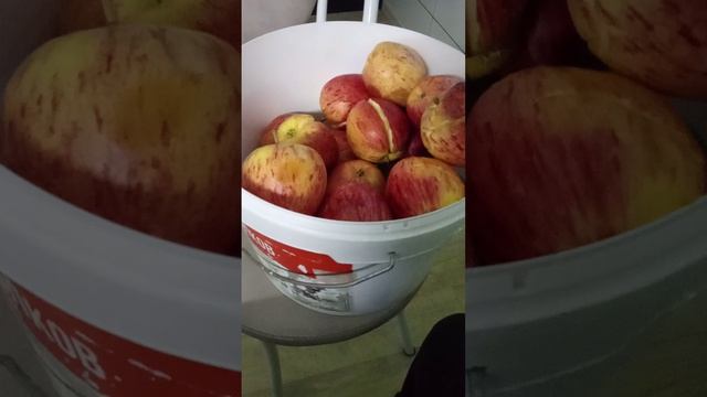 Сбор яблок и от куда руки ростут!