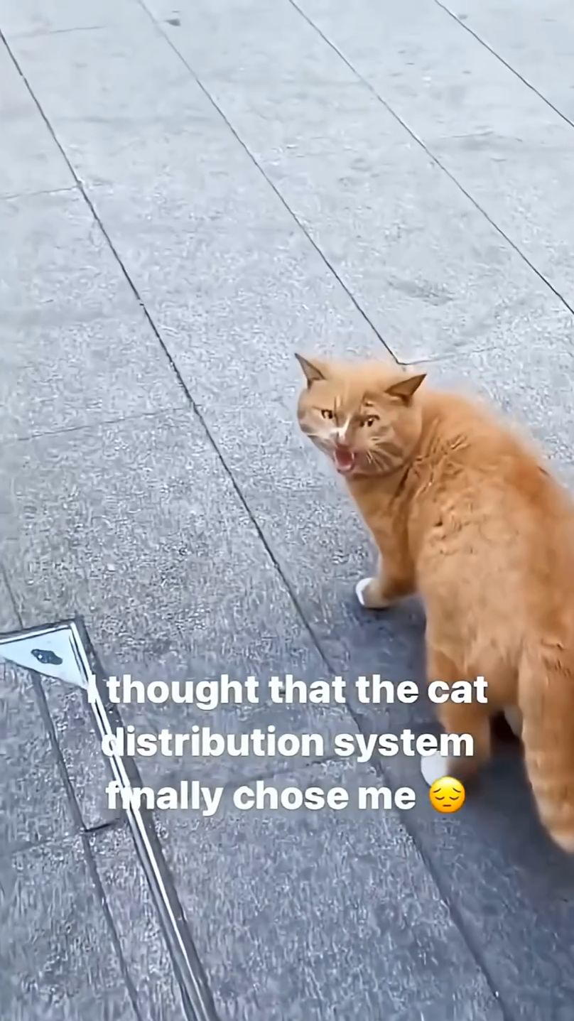 Funny CAT Moments 😂😂 Episode 12530 #funnycats #cats #funnyanimals #petsofinsta