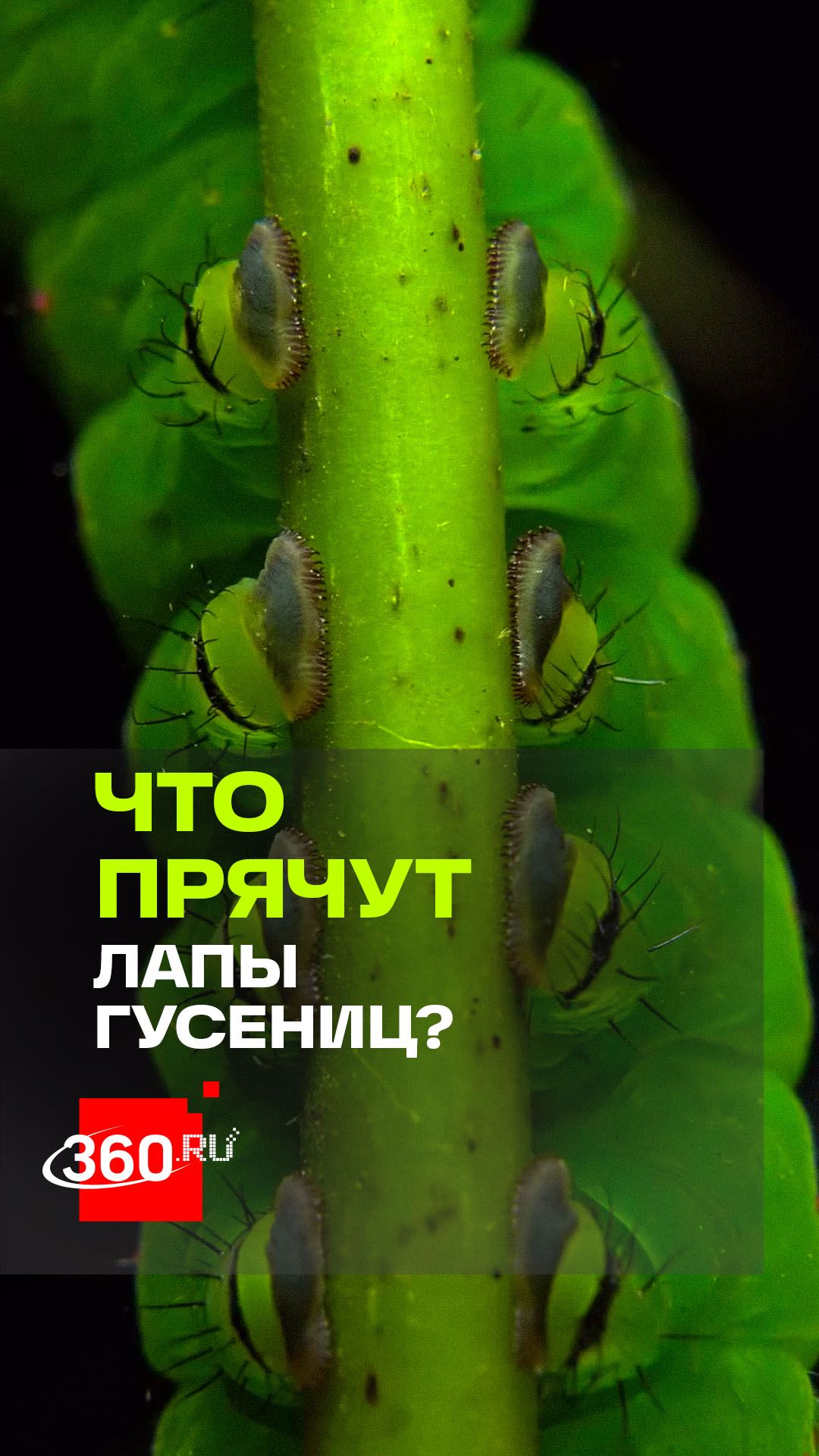 Лапы гусениц: удивительный макромир