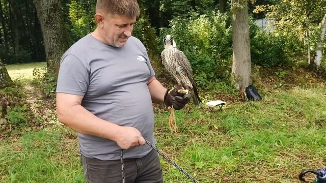Подсадные, манные и ловчие охотничьи птицы. IV Фестиваль «Охота как искусство». Ясная Поляна. 8.8.26