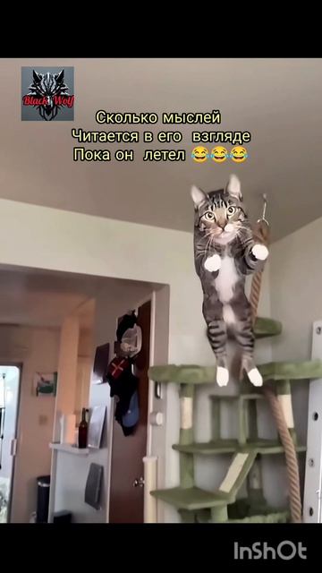 смешное видио с патом