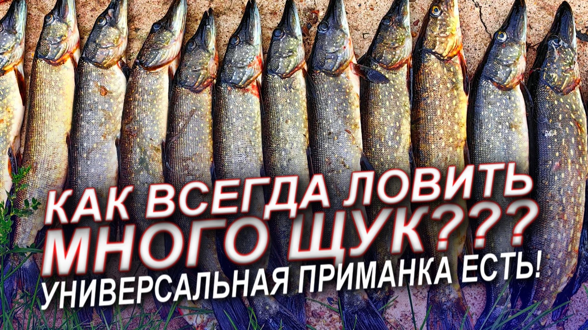 УНИВЕРСАЛЬНАЯ ПРИМАНКА НА ЩУКУ СУЩЕСТВУЕТ! ТЫ СМОЖЕШЬ ЛОВИТЬ РЕАЛЬНО БОЛЬШЕ РЫБЫ!