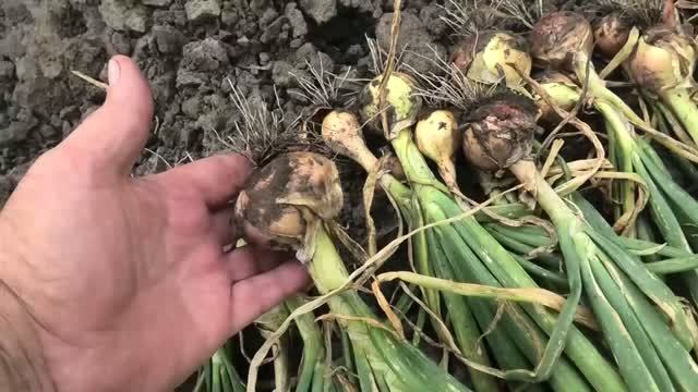 Лук репка из семян 25 августа