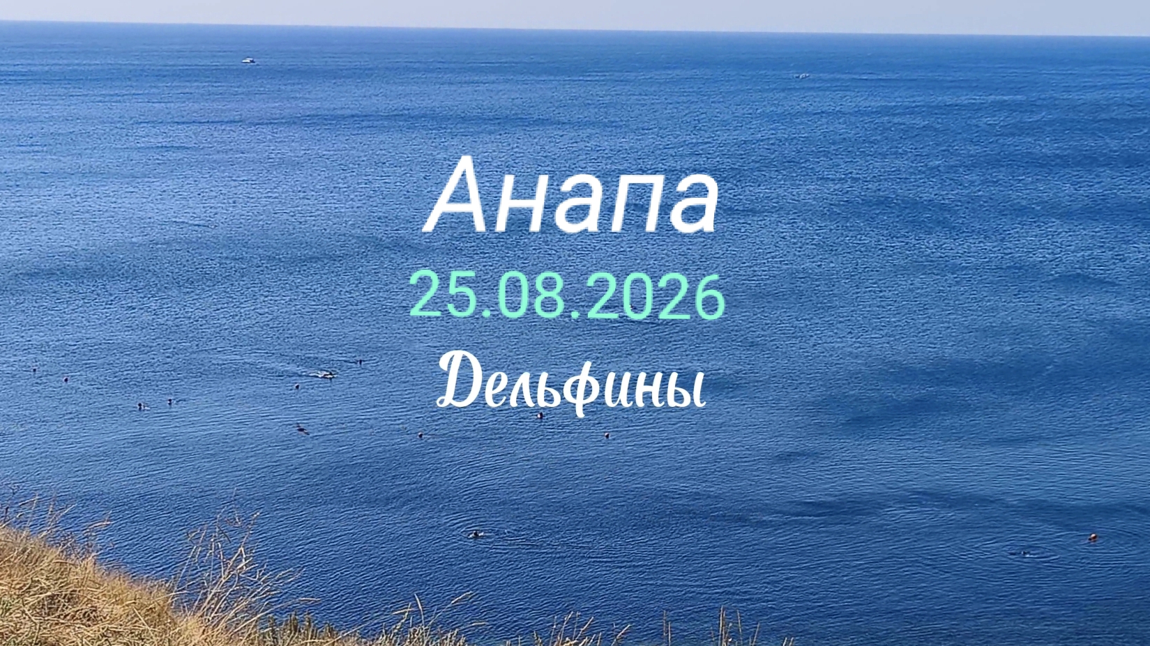 Анапа 25.08.2026 Дельфины