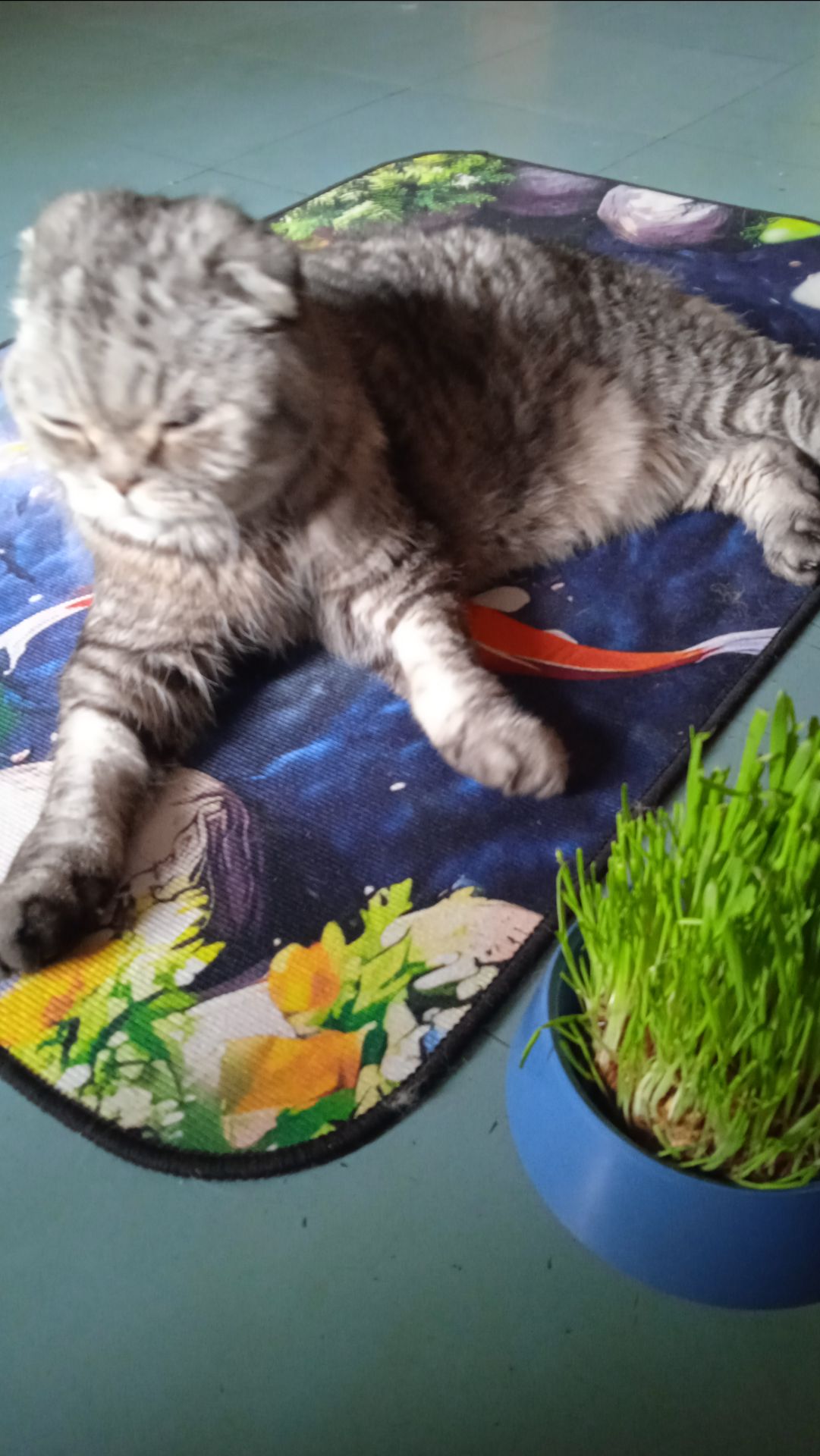 Кот Мотя потрогал камеру лапкой, полежал, и пошел кушать!