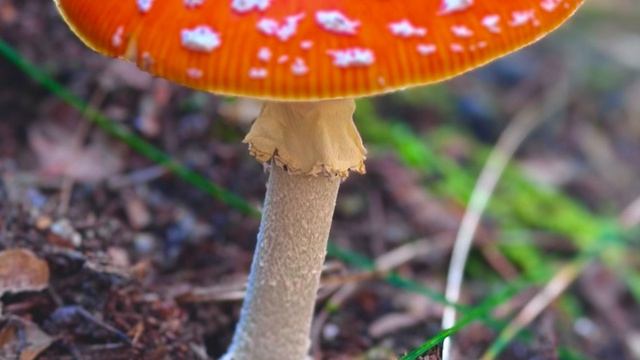 Релакс прогулка в сказочный лес с колдовскими грибами🌲🌱🌳🌾🍄💫