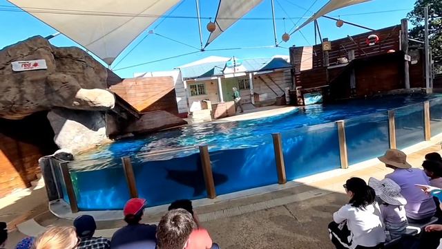 SEAL SHOW AT TARONGA для детей шоу