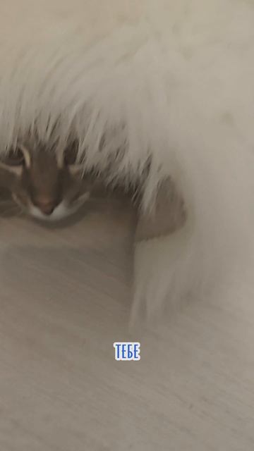 1000950026.mp4