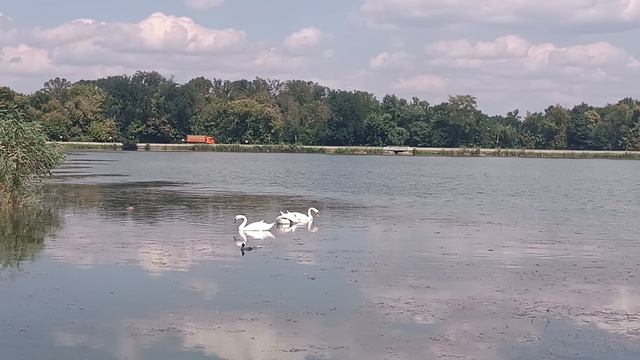 лебеди на пруду купаются