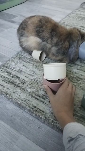 Одна из игр моего кролика