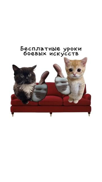 зачем нужен брат кисы объясняют