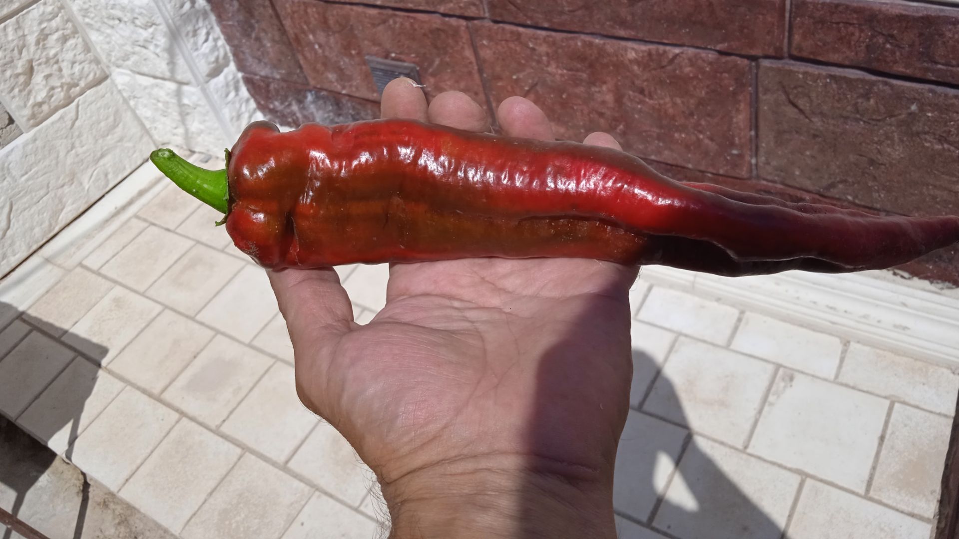 Сладкий перец Капия