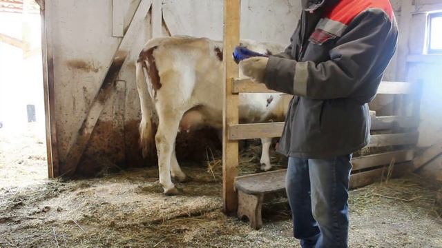Нашел отличную щетку для чистки коров, замеряю вес Марты лентой.
