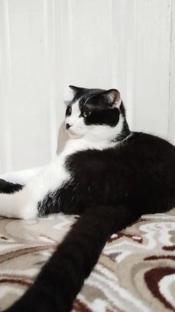 Кот тайсан, прикольный кот тайсон, весёлый кот, видосики от кота