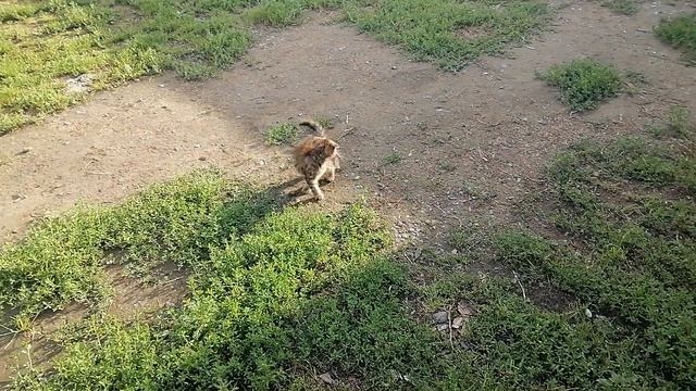 игра в кальмара