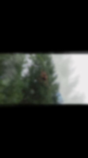 паук крестовик