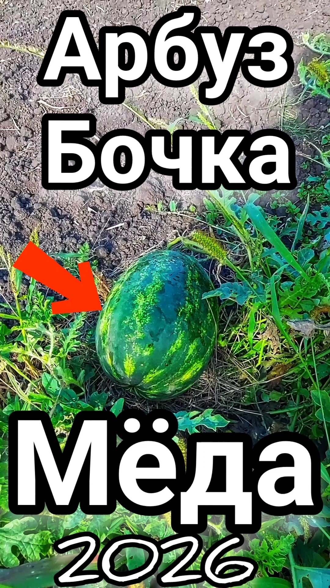 Арбуз сорт БОЧКА МЁДА ВЫРАЩЕННЫЙ В открытом грунте собственного огорода 2026 🍉 #арбуз #watermelon