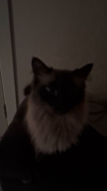 Кошечка...