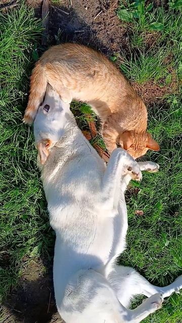 Ревность ;) #животные #собака #кот