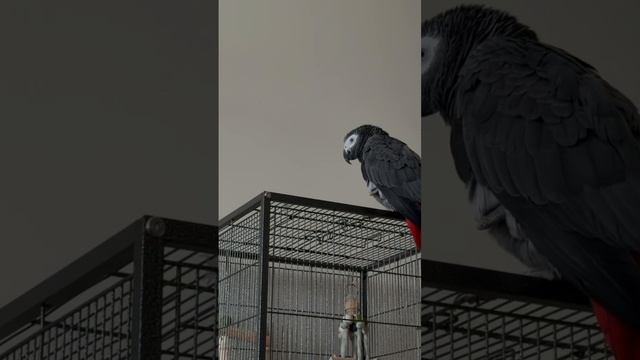 25-08-2026. Попугай 🦜 Девочка Гуччи разговаривает.