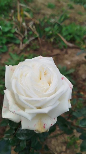 Чайно гибридная роза  Пьер Ардити (Ломоносов). 10.11.2025г.