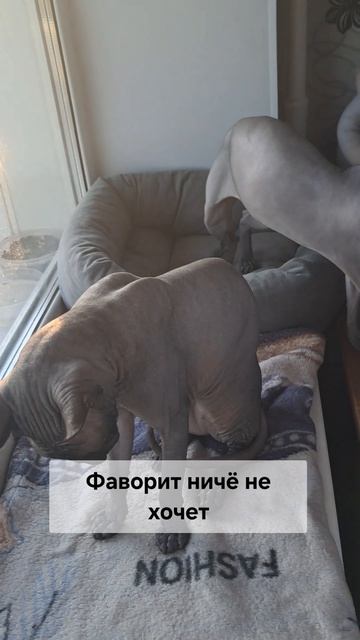 Когда фаворит сказал, что выходной он!!!