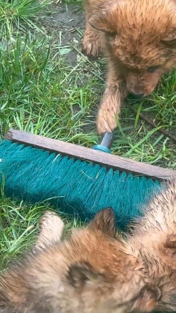 КЛИНИНГ-СЛУЖБА в действии! CLEANING SERVICE In Action!