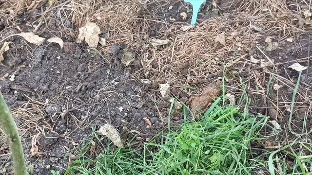 Как продлить урожайность культур.🌿 Мульчирование травой.🌿