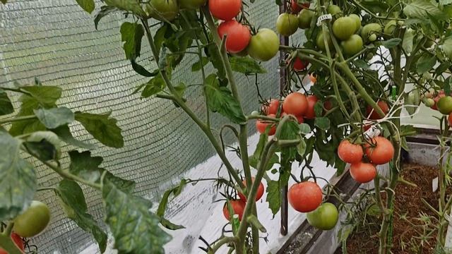 В промежутке между дождями показываю участок