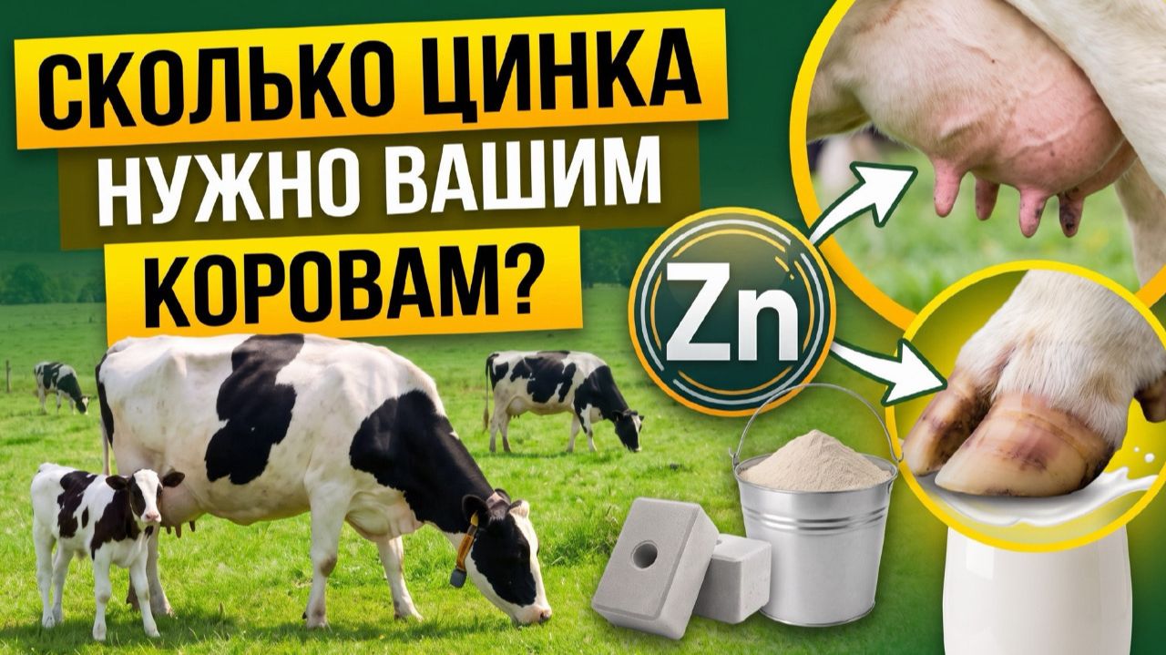 Сколько цинка нужно вашим коровам?