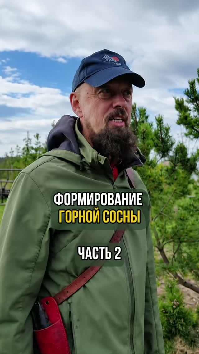 Формирование горной сосны. Часть 2
