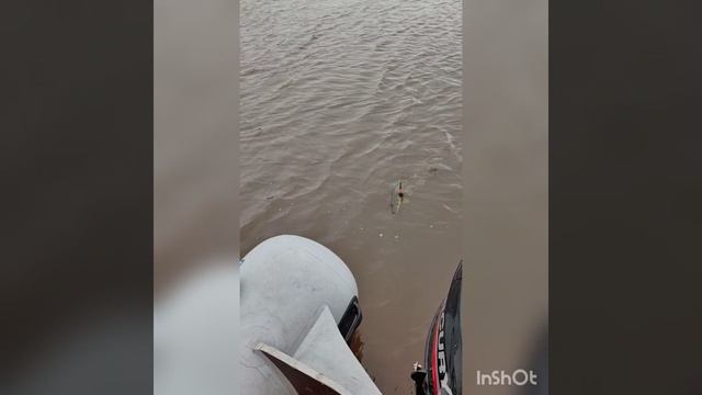 Рыбалка на трофейного хариуса на Полярном Урале в Воркуте тел.89129514111