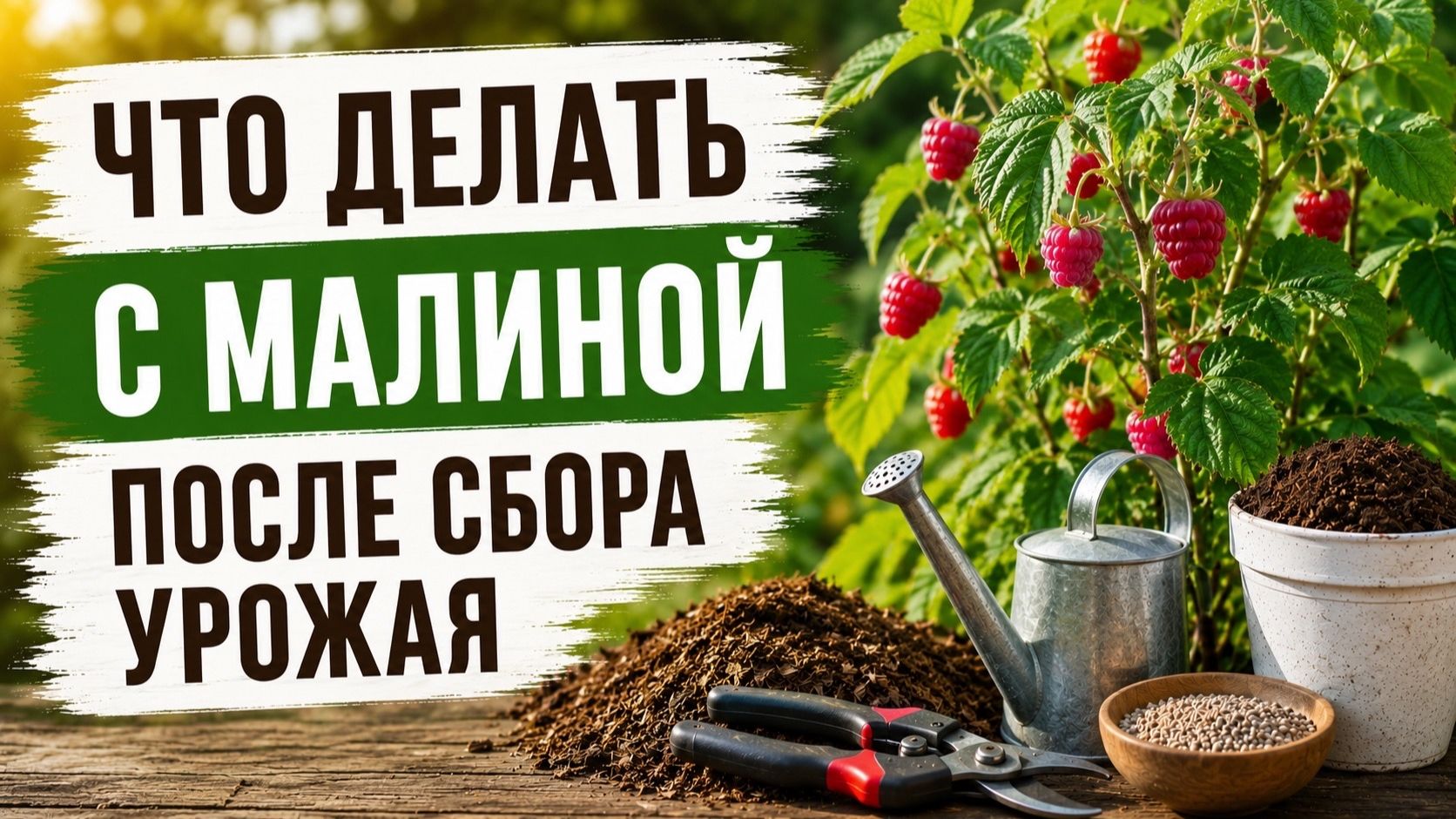 Малина и ежевика - осеняя обрезка и подготовка к зиме!