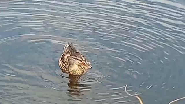 утки  на урале