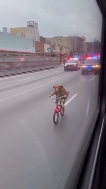 Нарушитель порядка🚔