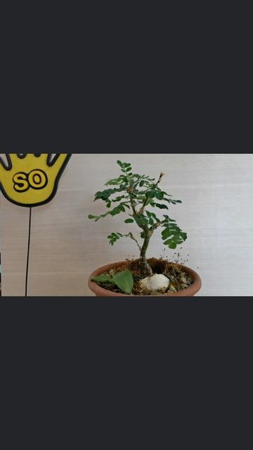 Бонсай с начала 65